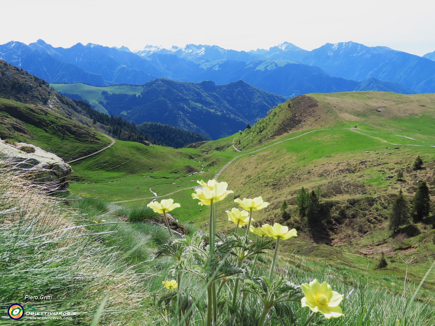 15 Pulsatilla alpina sulphurea (Anemone sulfureo) .JPG